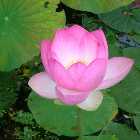 Sous Les Marronniers Bed & Breakfast