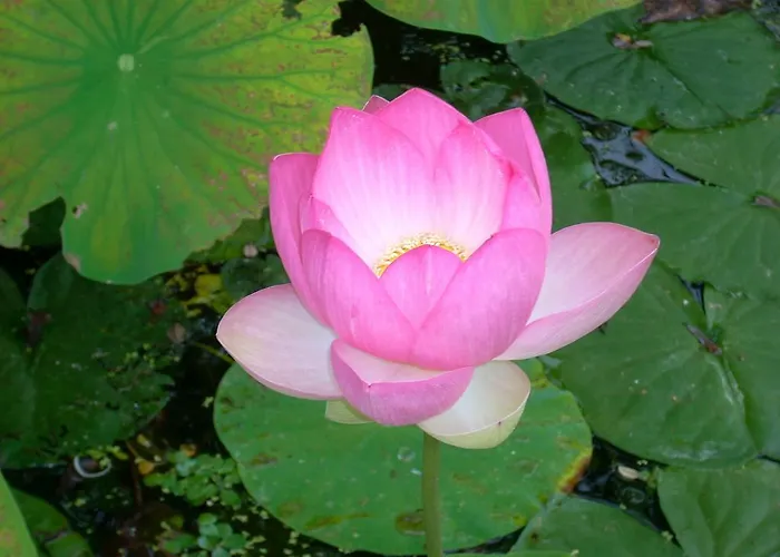 Sous Les Marronniers Bed & Breakfast